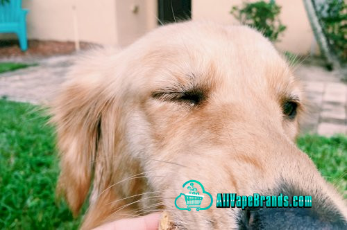 Is the Endocannabinoid System in Humans That Much Different from Dogs and Cats?